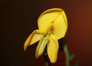 Yellow Spartium flowering