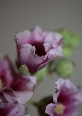 Purple wild Alcea flower