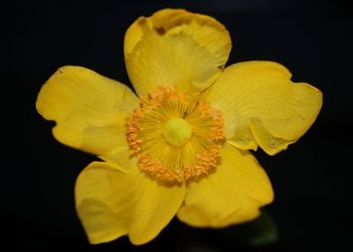 Hypericum flower close up