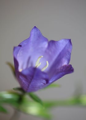 Campanula flower blossom