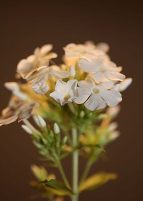 White Phlox flower blossom