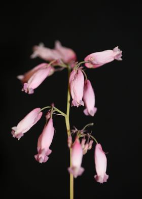 Dicentra flowering macro