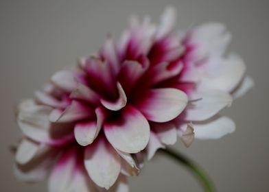 Dahlia flowering close up