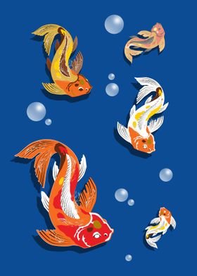 Koi carps in water