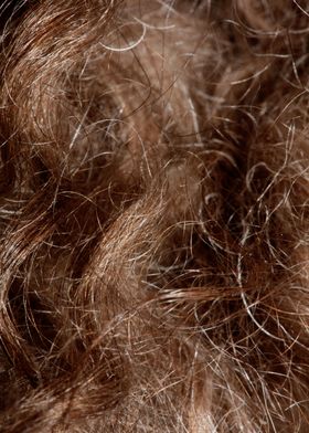 Brown curly hairs macro