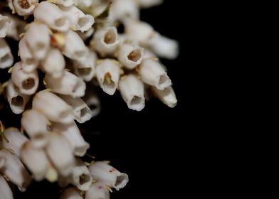 Pieris japonica flowering