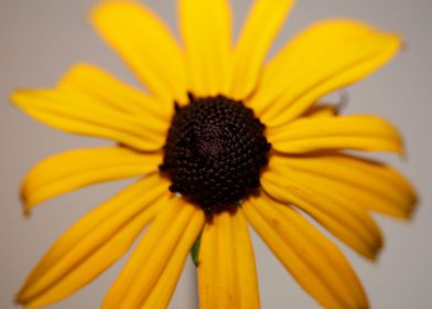 Yellow Rudbeckia flowering