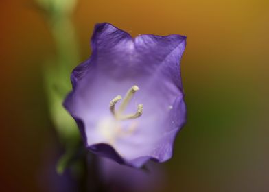 Purple Campanula flowering