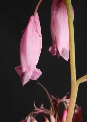 Dicentra flower close up