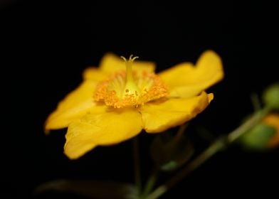 Hypericum yellow flowering