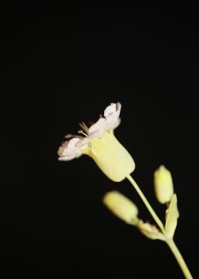 Silene flower blossoming