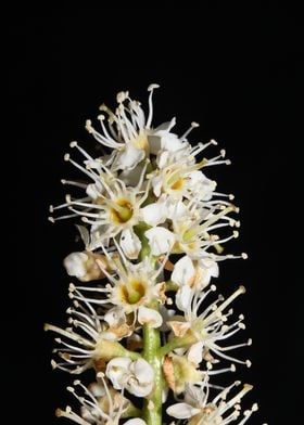 Prunus lusitanica blossom