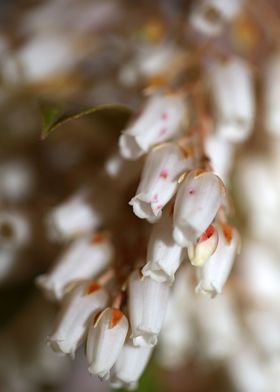 Pieris flowering macro