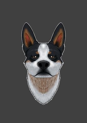 Australian Cattle Dog