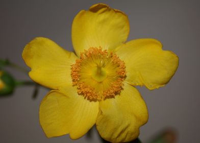 Hypericum flower blossom