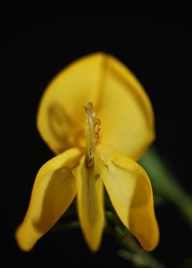 Flower blossoming close up