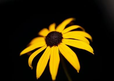 Rudbeckia flower close up