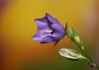 Purple Campanula flowering