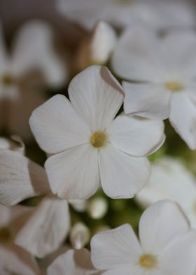 Phlox paniculata flowering