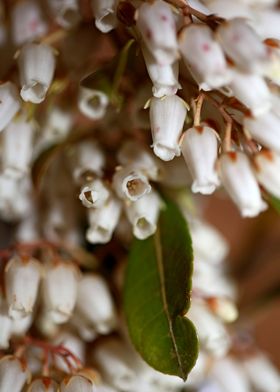 Pieris flowering macro