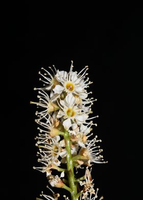 Prunus lusitanica blossom