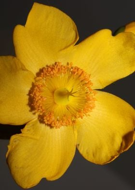 Hypericum flower blossom