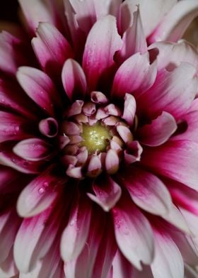 Dahlia pinnata flowering