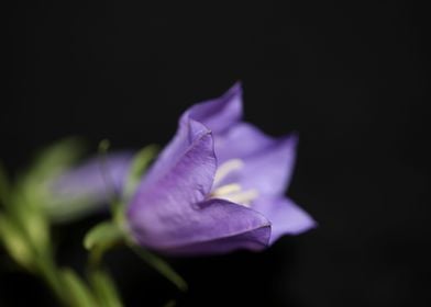 Flower close up Campanula