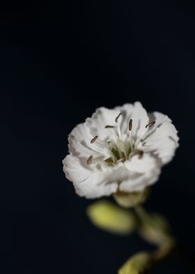 White Silene flower macro