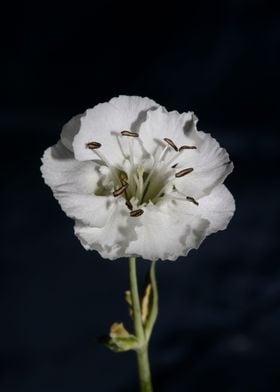 White Silene flower macro