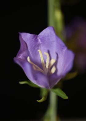 Campanula flower blossom