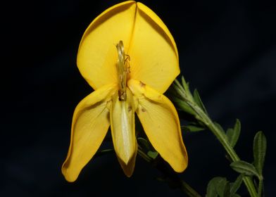 Spartium flower blossoming