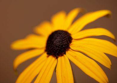 Yellow Rudbeckia flowering