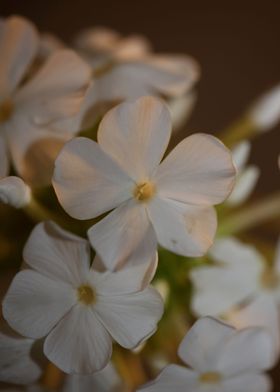 White Phlox flower blossom