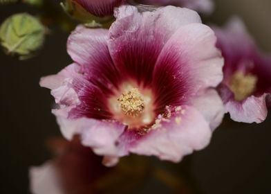 Purple Alcea flower macro