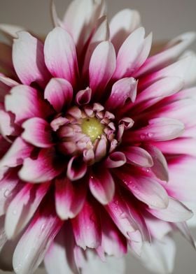 Dahlia pinnata flowering