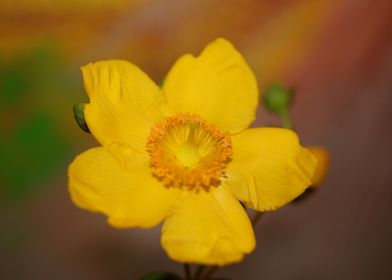 Hypericum flower close up