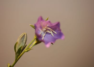 Purple Campanula flowering