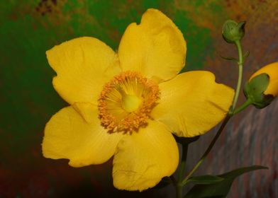 Hypericum flower close up