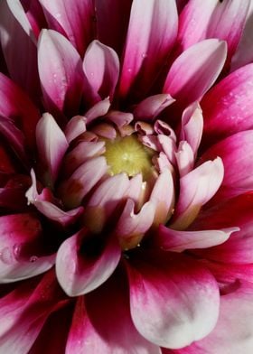 Dahlia flowering close up