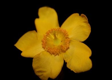 Hypericum yellow flowering