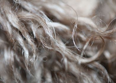 Lagotto hairs close up 