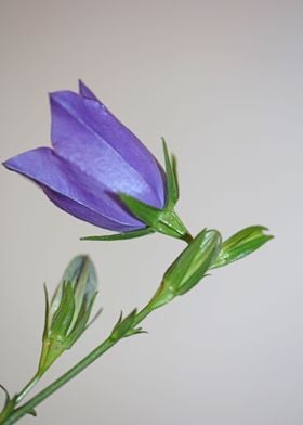 Purple Campanula flowering