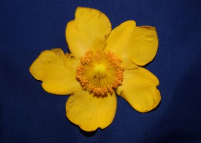 Hypericum flower close up