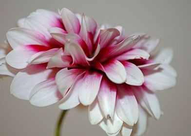 Dahlia flowering close up