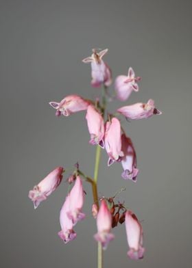 Dicentra flower close up