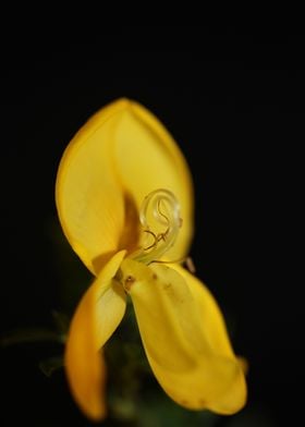 Flower blossoming close up