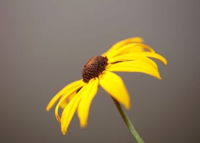 Rudbeckia flower close up