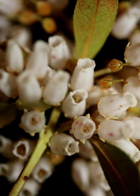 Pieris flowers blossoming