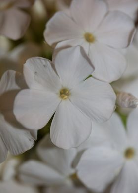 Phlox paniculata flowering